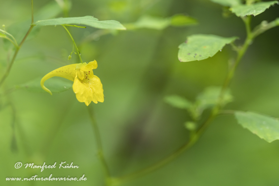 Springkraut (Großes)_0012