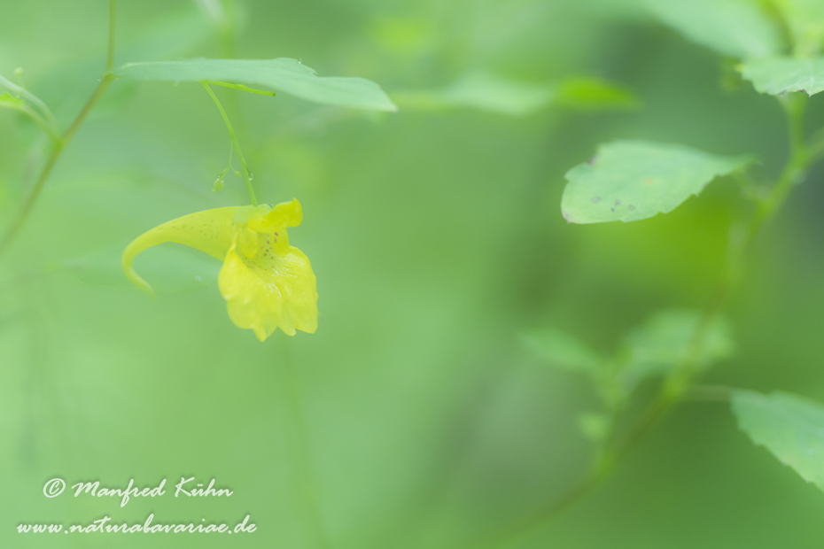 Springkraut (Großes)_0015