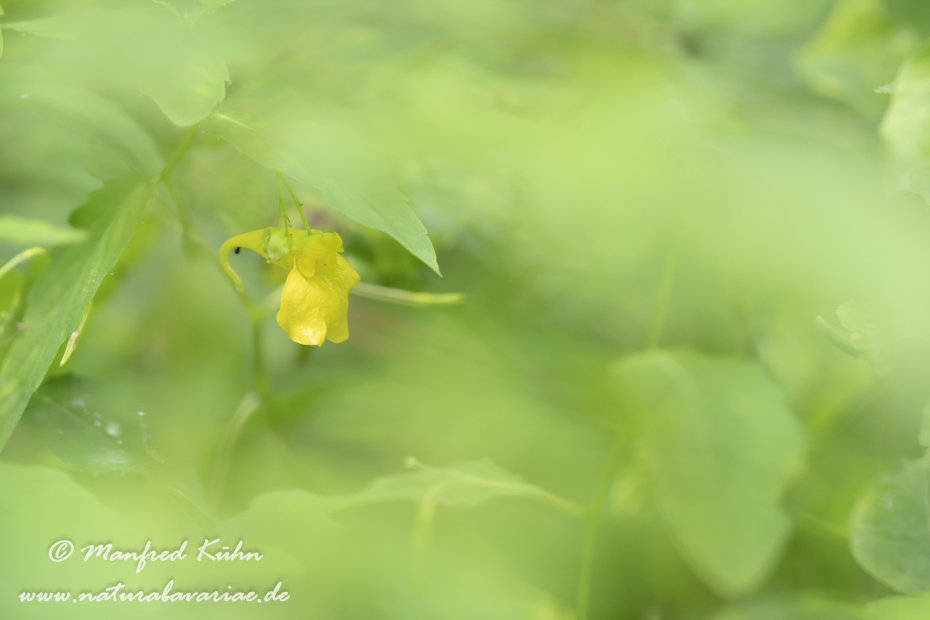 Springkraut (Großes)_0016