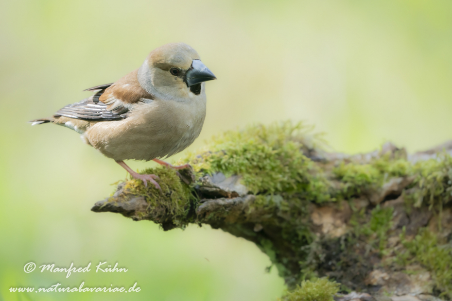 Kernbeisser ()_0048