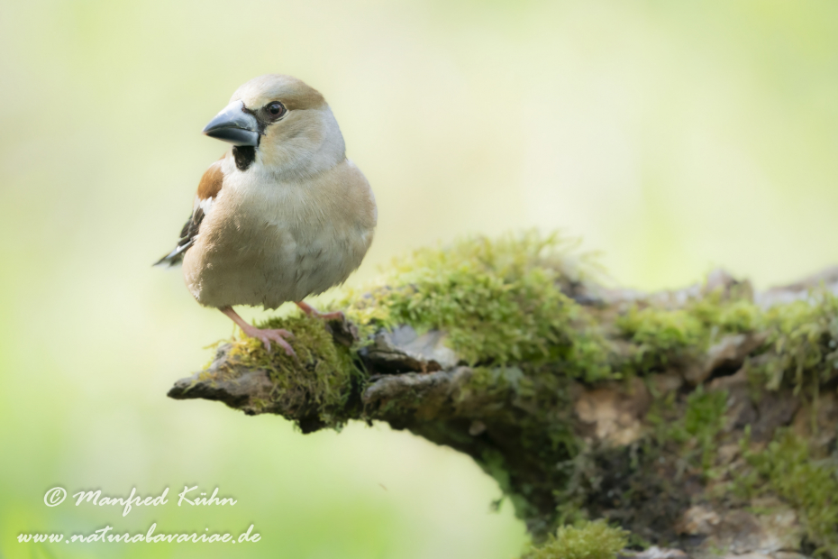 Kernbeisser ()_0050