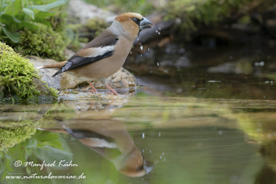Kernbeisser ()_0053