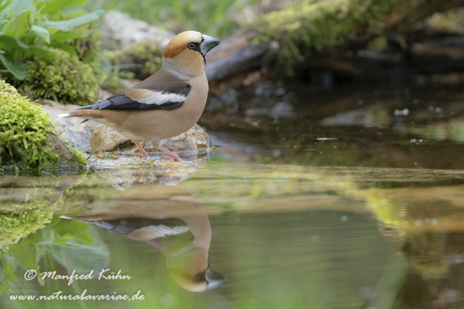 Kernbeisser ()_0055