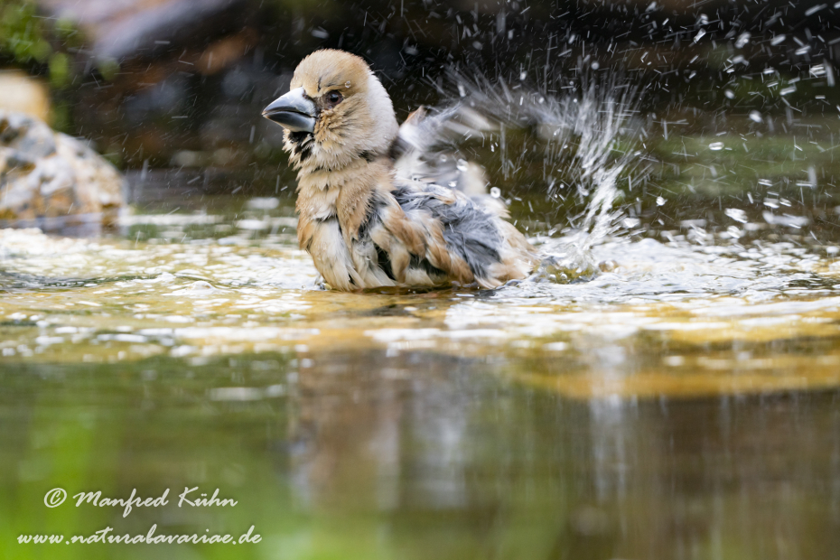 Kernbeisser ()_0057