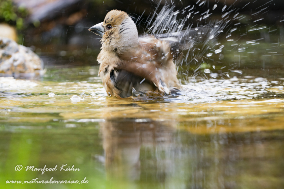 Kernbeisser ()_0058