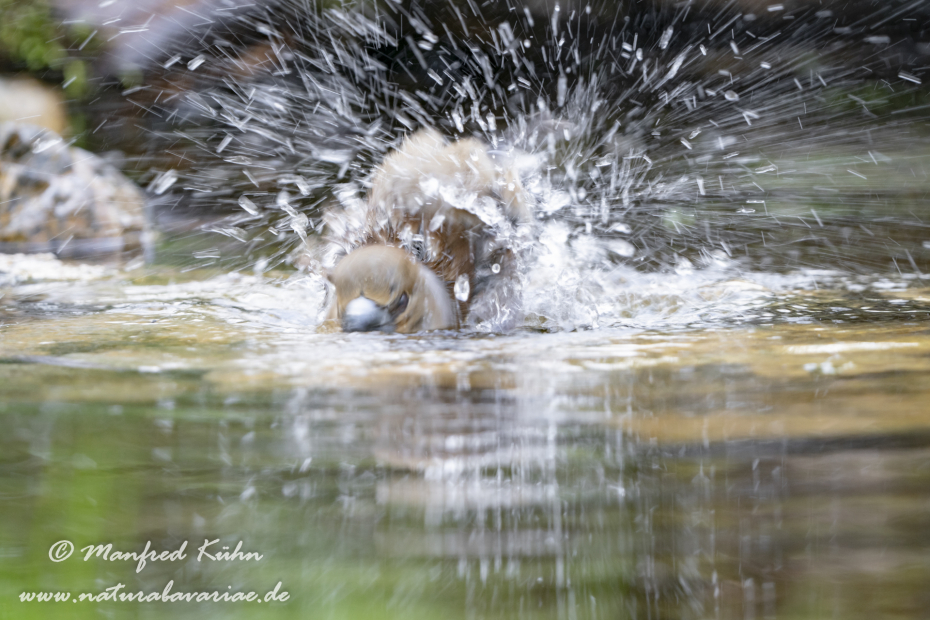 Kernbeisser ()_0062