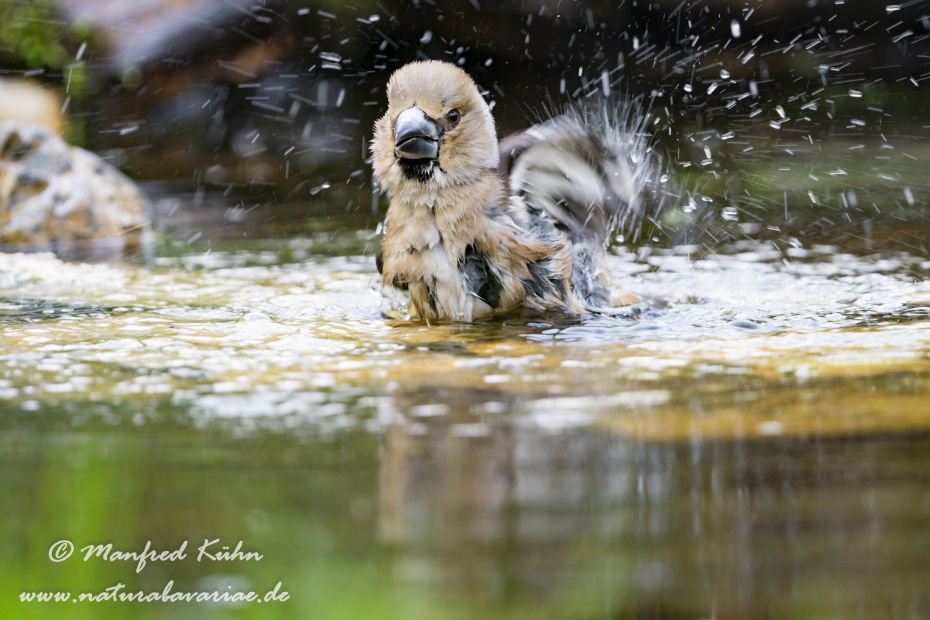 Kernbeisser ()_0063