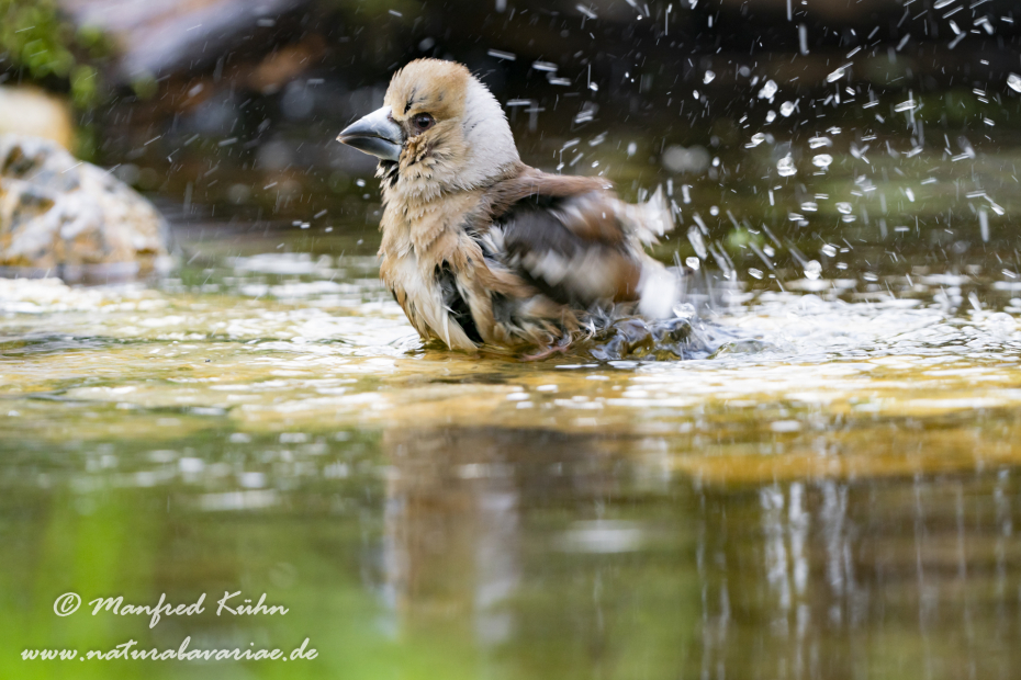 Kernbeisser ()_0064
