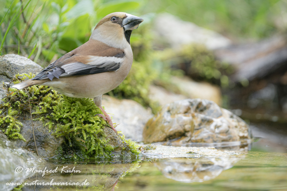 Kernbeisser ()_0066