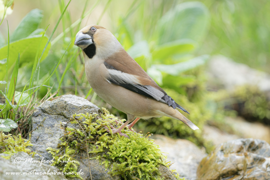 Kernbeisser ()_0067