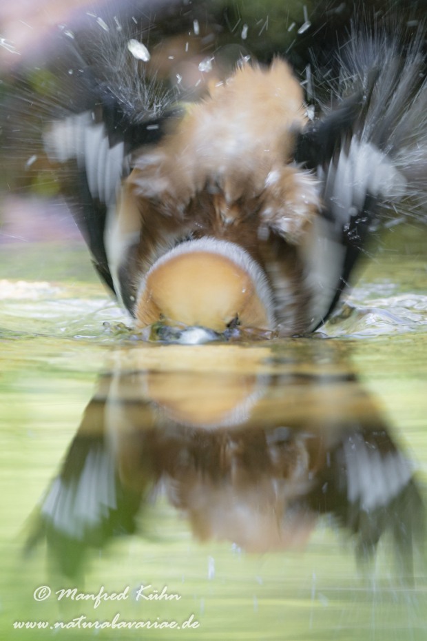 Kernbeisser ()_0075