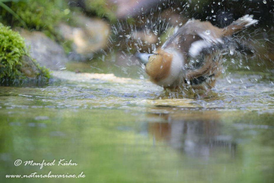 Kernbeisser ()_0077