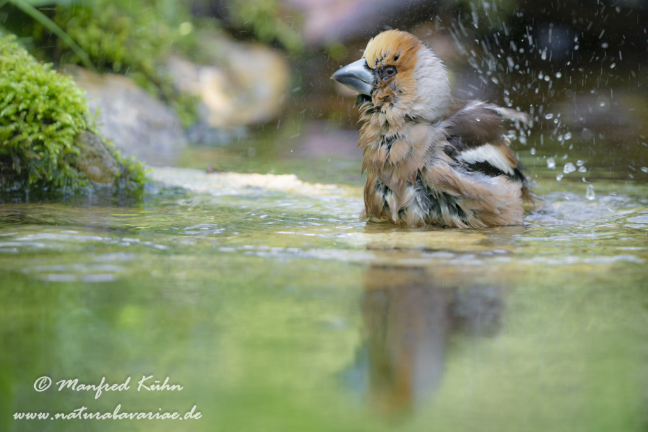 Kernbeisser ()_0078