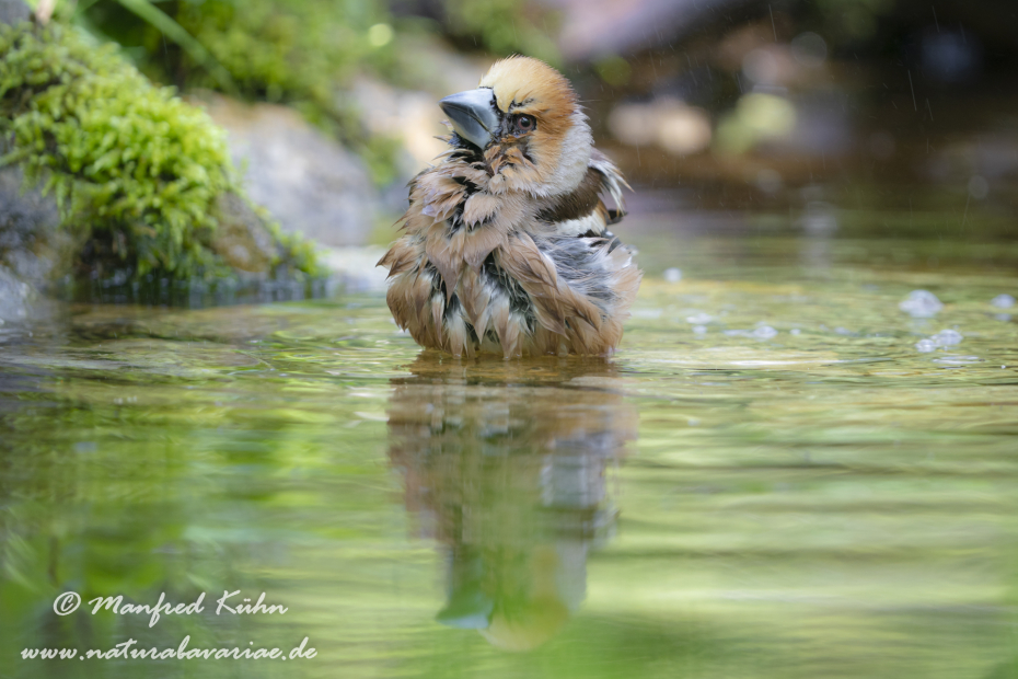 Kernbeisser ()_0080