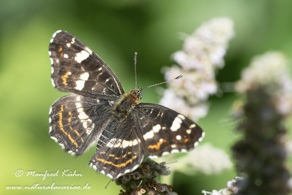 Landkärtchen (Sommer)_0048