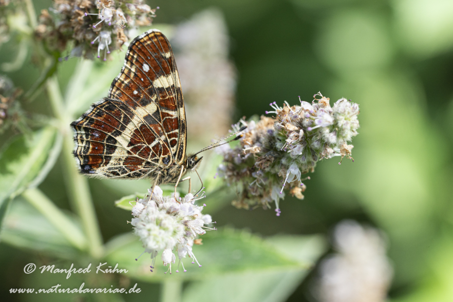 Landkärtchen (Sommer)_0051