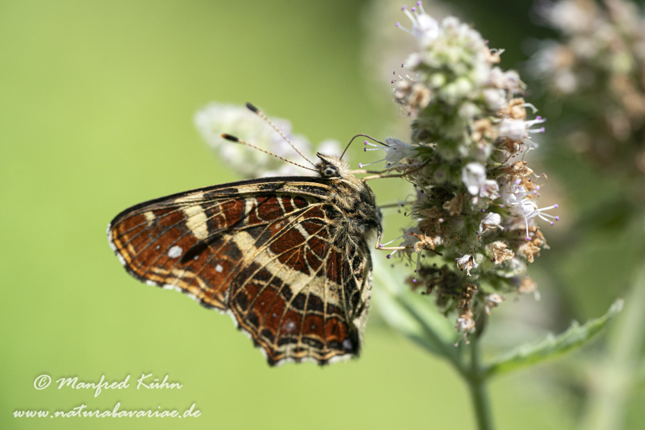Landkärtchen (Sommer)_0055