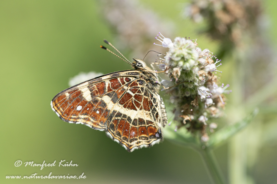 Landkärtchen (Sommer)_0057