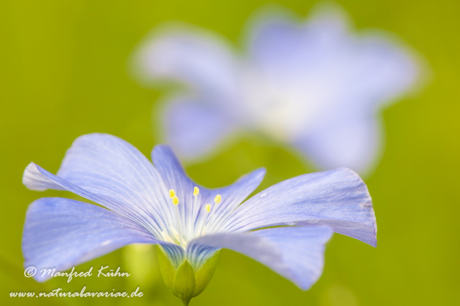 Lein (Gemeiner)_0002