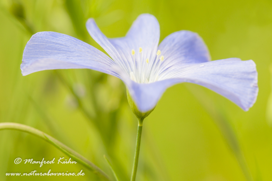 Lein (Gemeiner)_0003