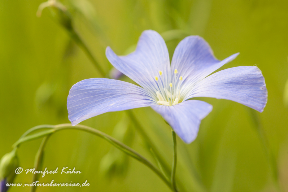 Lein (Gemeiner)_0005