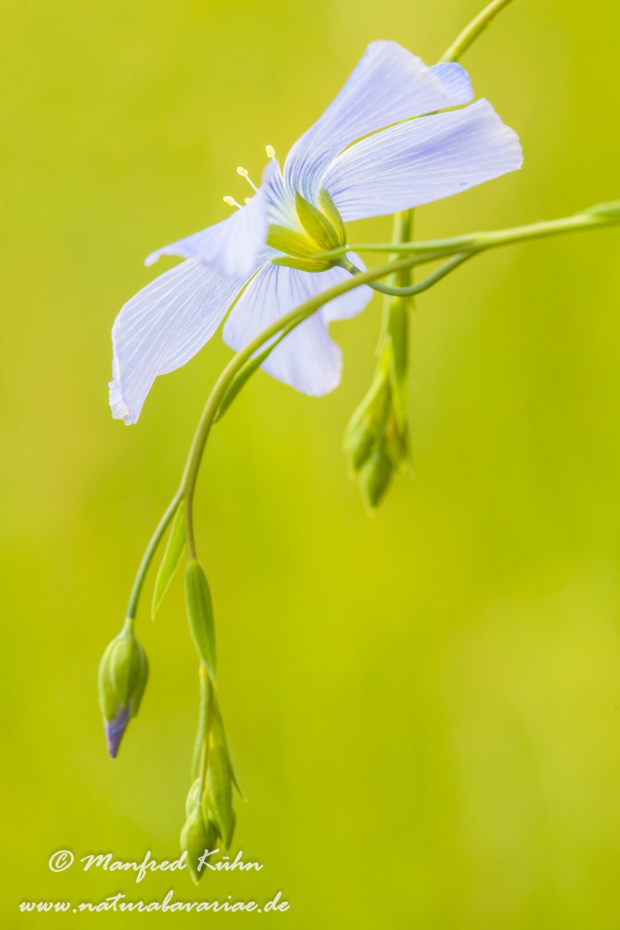 Lein (Gemeiner)_0009