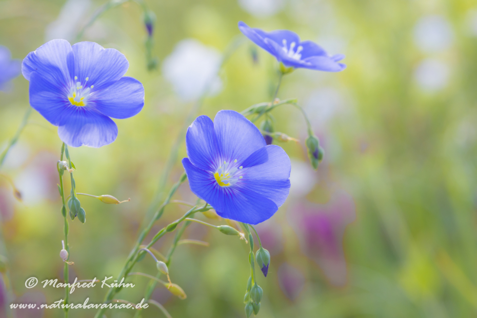 Lein (Gemeiner)_0012