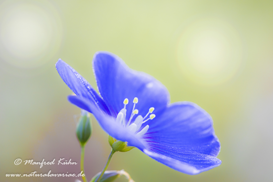 Lein (Gemeiner)_0013