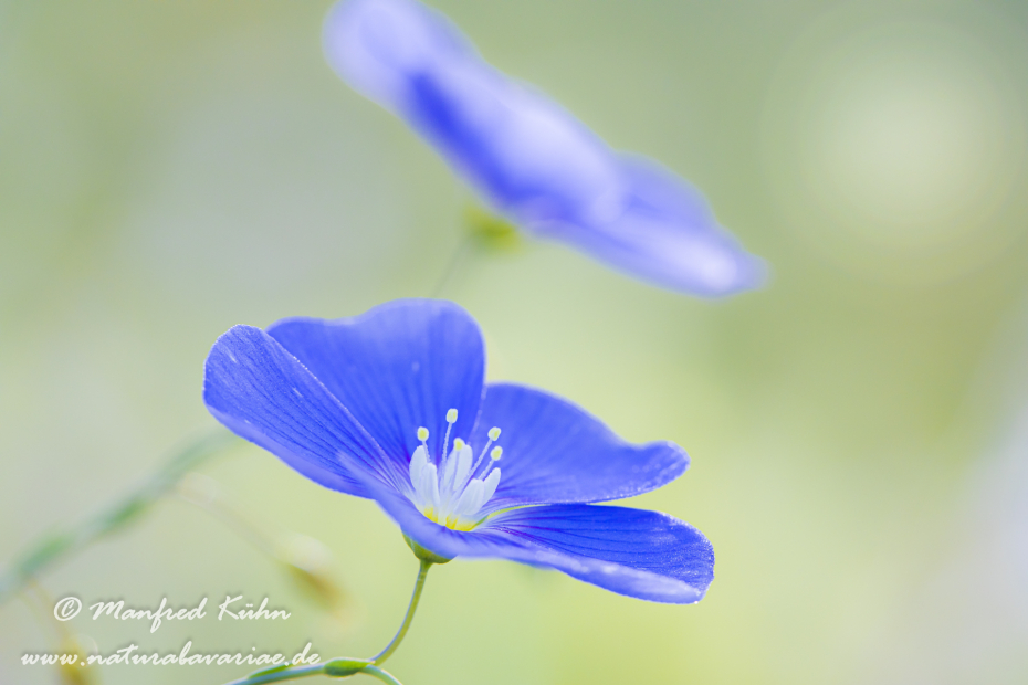 Lein (Gemeiner)_0015