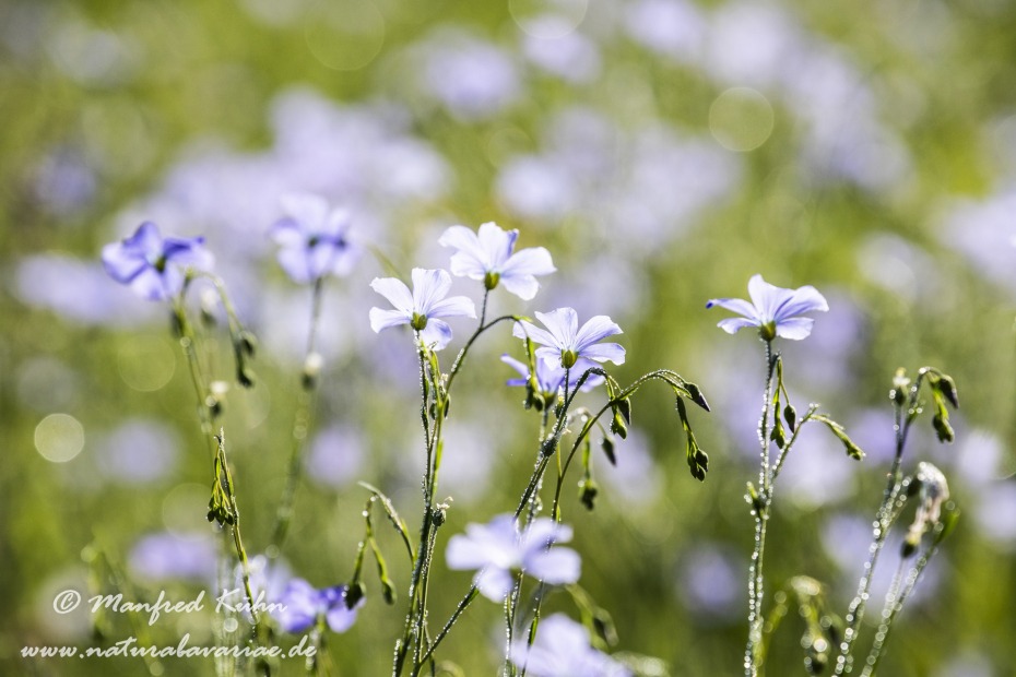 Lein (Gemeiner)_0018