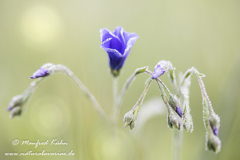 Lein (Gemeiner)_0025