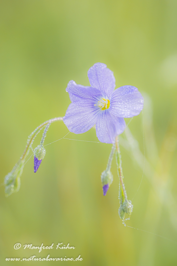 Lein (Gemeiner)_0029