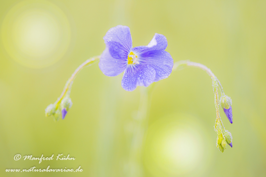 Lein (Gemeiner)_0032