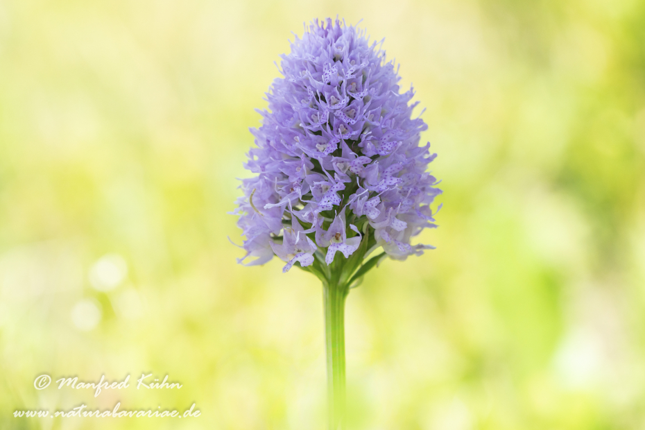 Kugelorchis ()_0002