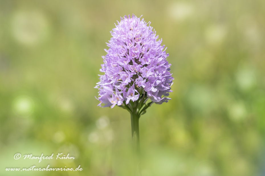 Kugelorchis ()_0004