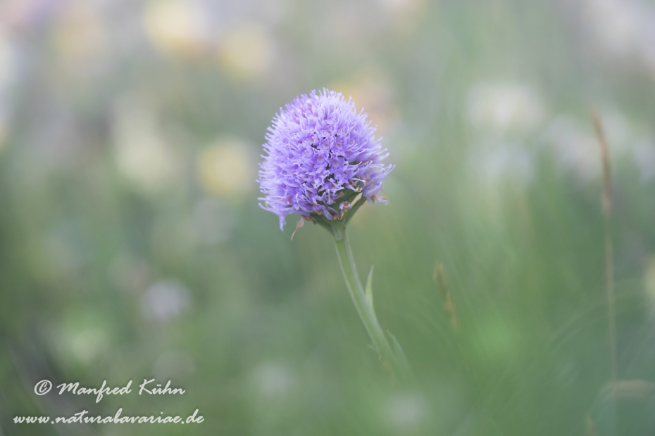 Kugelorchis ()_0005