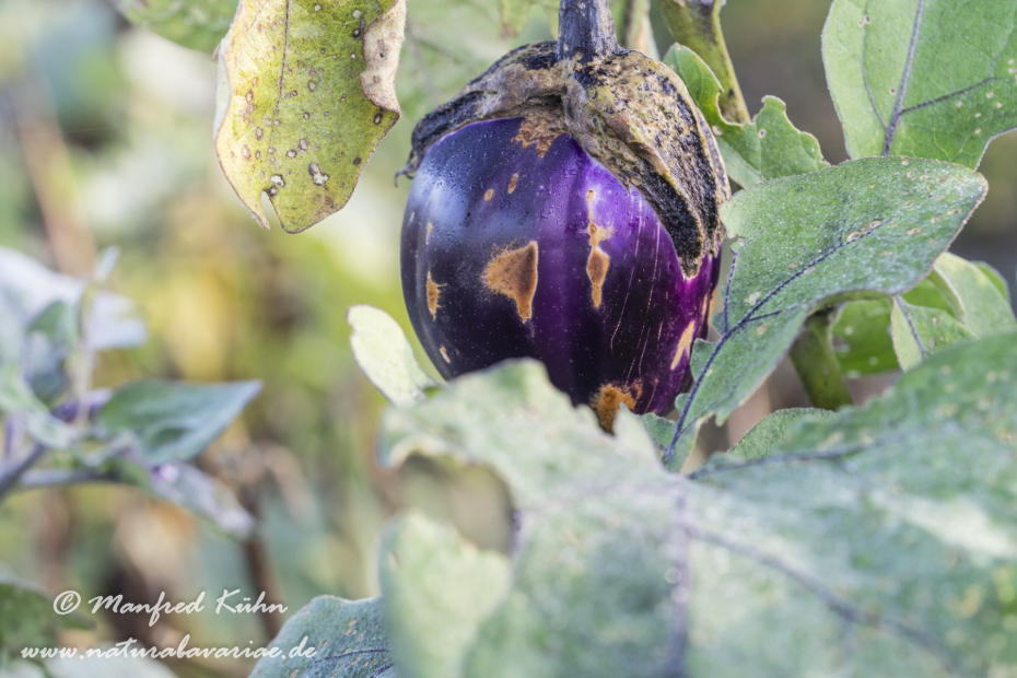 Aubergine ()_0003