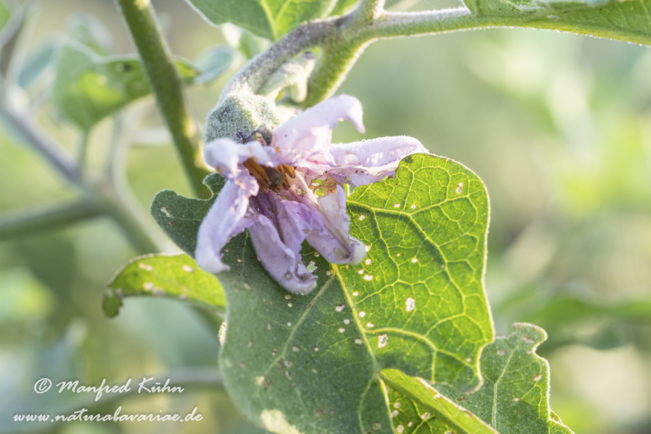 Aubergine ()_0005