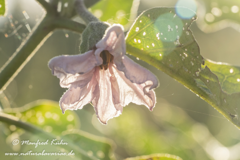 Aubergine ()_0010