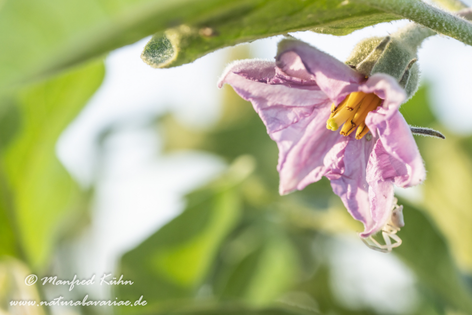 Aubergine ()_0016