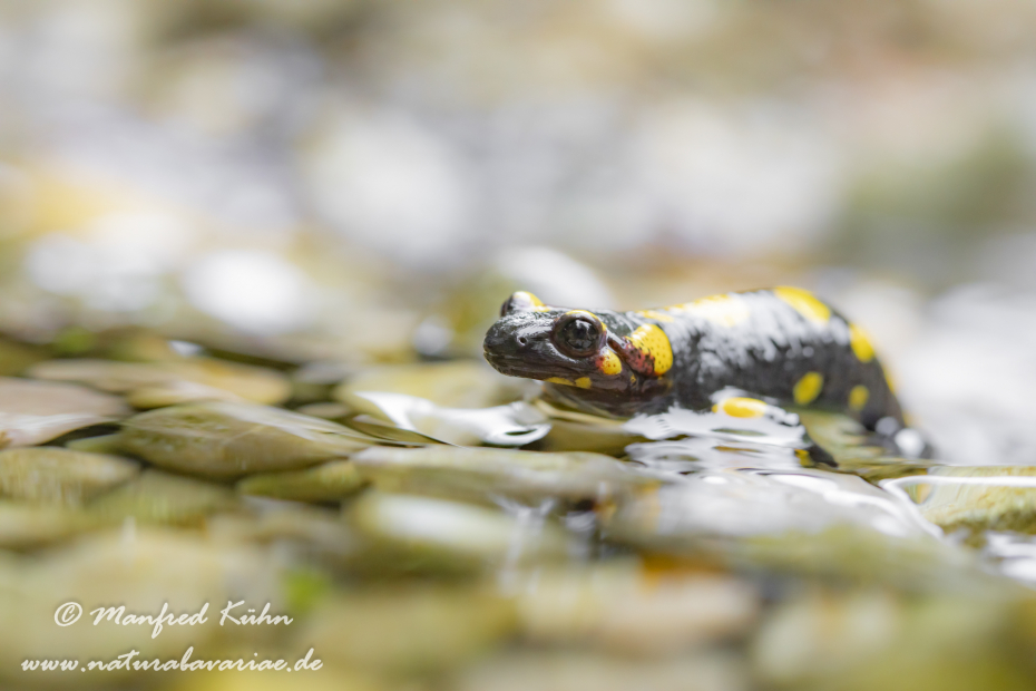 Feuersalamander ()_0093