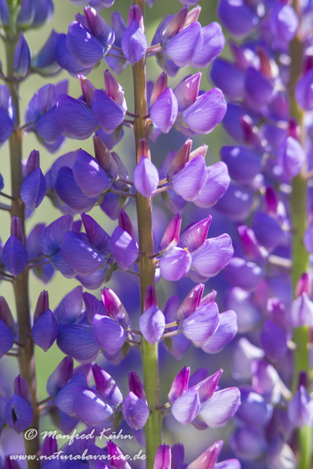 Lupine (Vielblättrige)_0015
