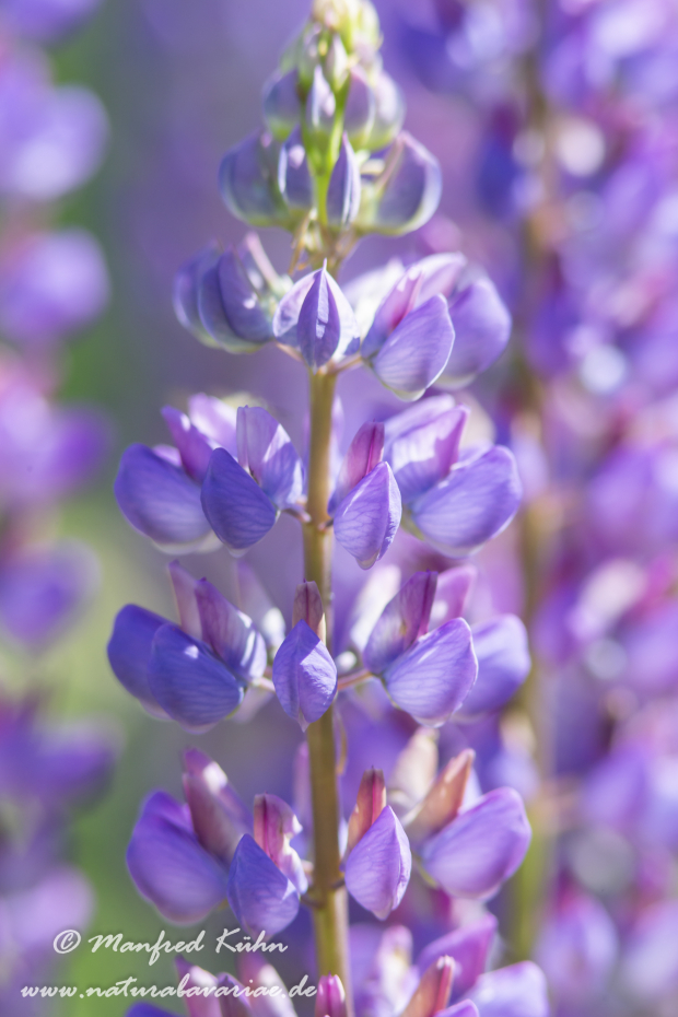 Lupine (Vielblättrige)_0016