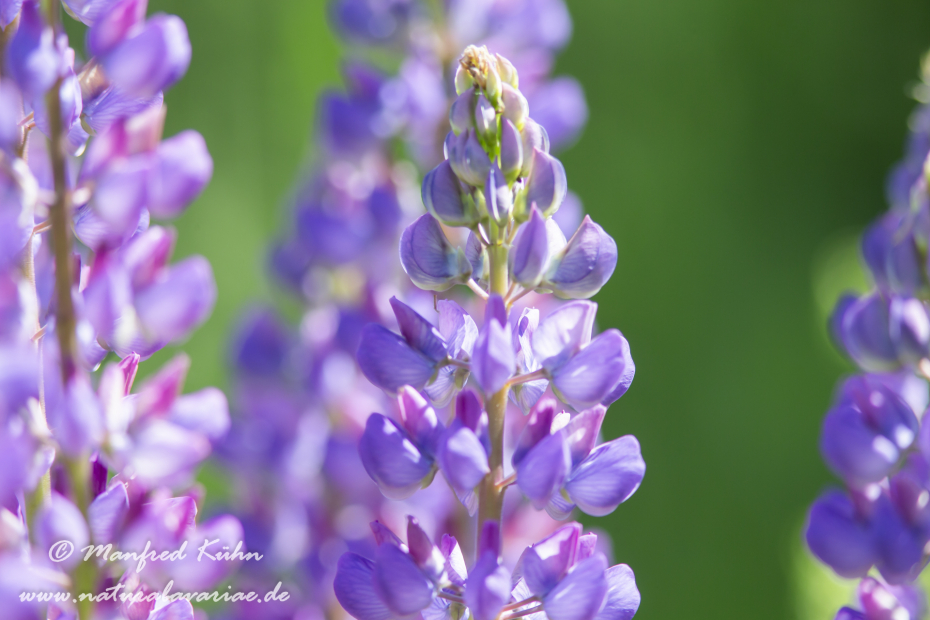 Lupine (Vielblättrige)_0020