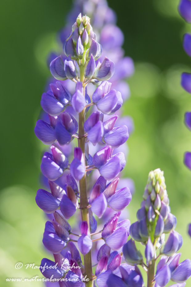 Lupine (Vielblättrige)_0021