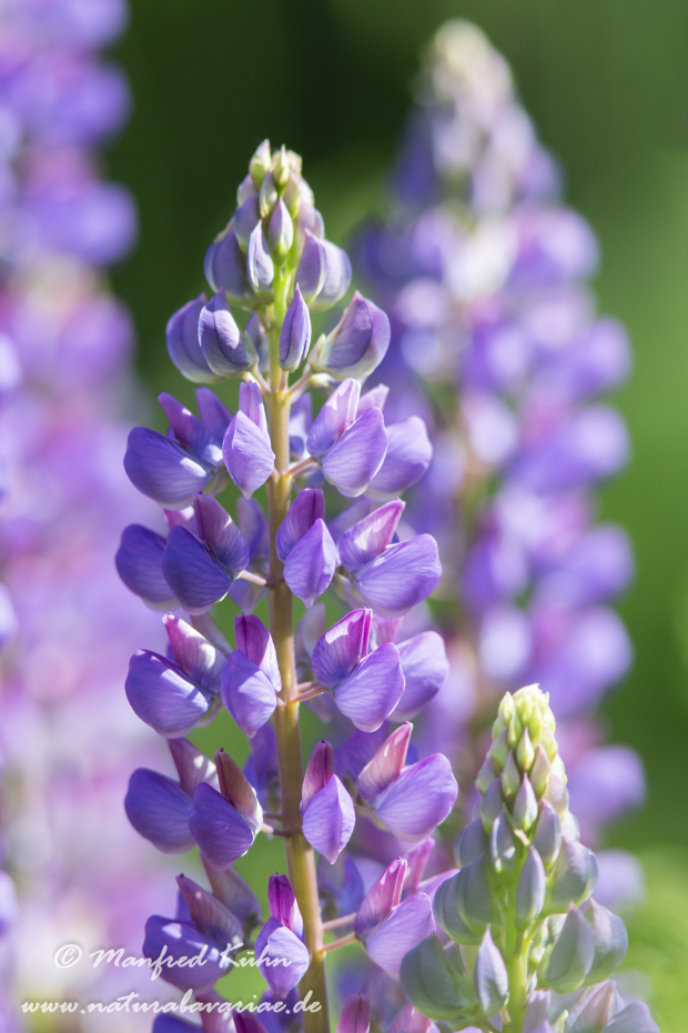 Lupine (Vielblättrige)_0023