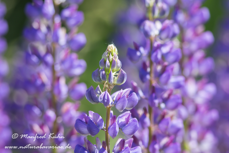 Lupine (Vielblättrige)_0024