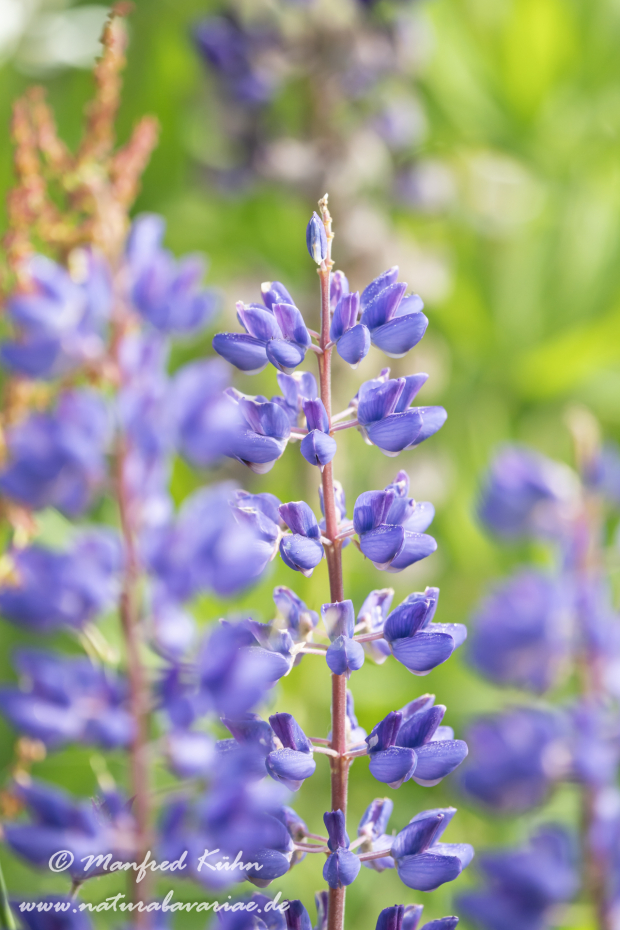 Lupine (Vielblättrige)_0031