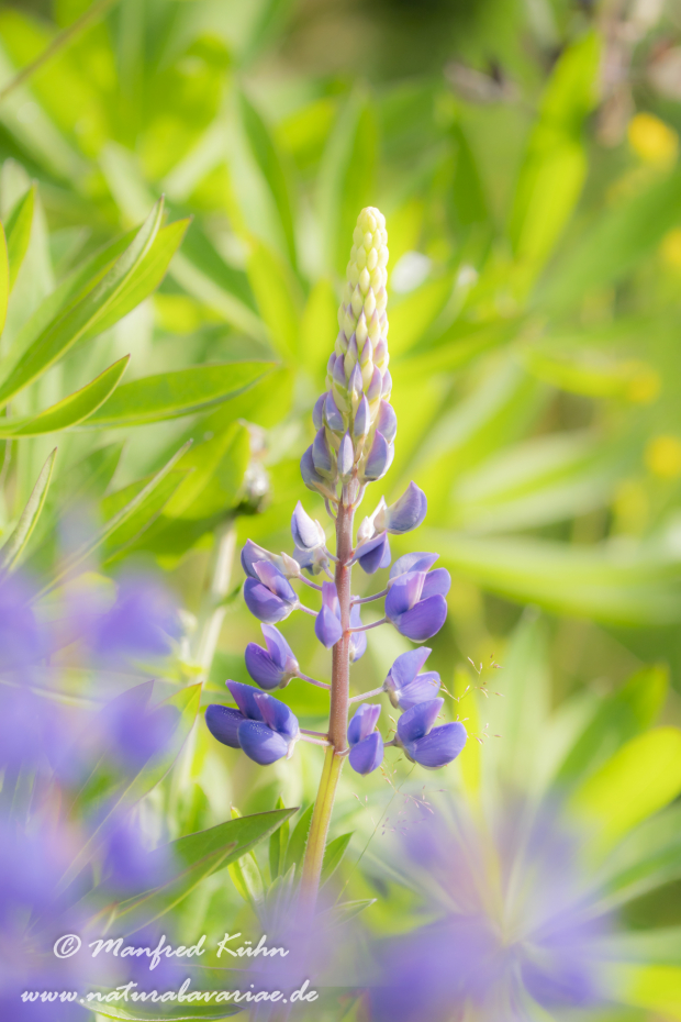 Lupine (Vielblättrige)_0033