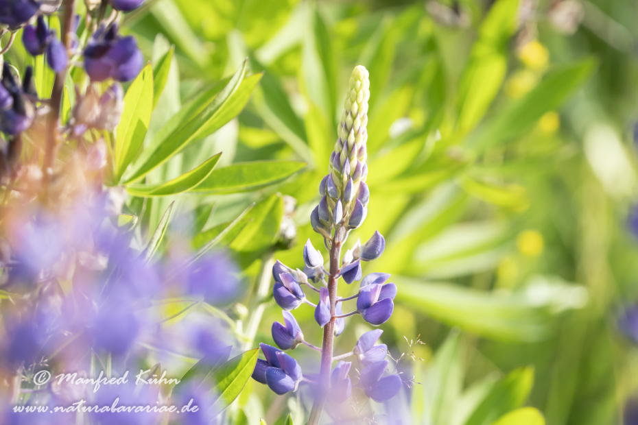 Lupine (Vielblättrige)_0036